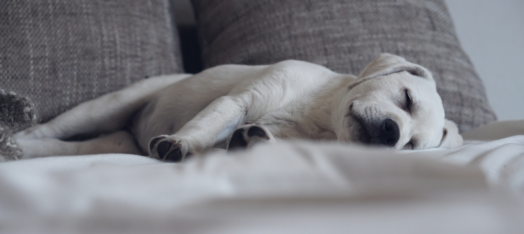 Süßer niedlicher Labrador retriever Hund Welpe liegt auf dem Sofa und